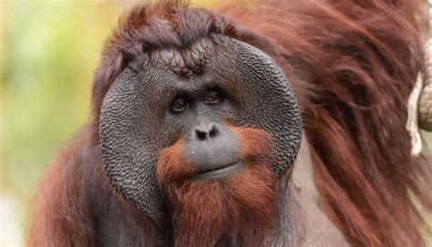 Nearly 150,000 Bornean Orangutans Have Disappeared Since 1999, Halving ...