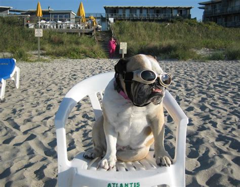 Pet Friendly Hotels in Atlantic Beach, NC - Bring Fido