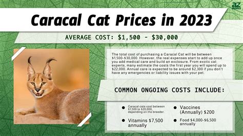 Caracal Cat Prices in 2023: Purchase Cost, Vet Bills, & Other Costs - A ...