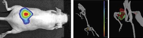 PerkinElmer IVIS Spectrum | 3D: Animal to Cell Imaging Facility3D ...