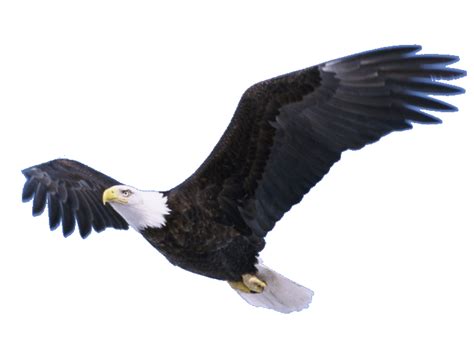 Flying Eagle Transparent PNG