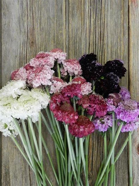 Wholesale Scabiosa "Scoop" Varieties In Assorted Colors Delivered ...