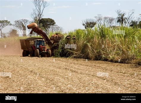 Sugar cane harvest in Brazil Stock Photo - Alamy