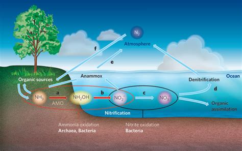 Denitrification In Wastewater Treatment