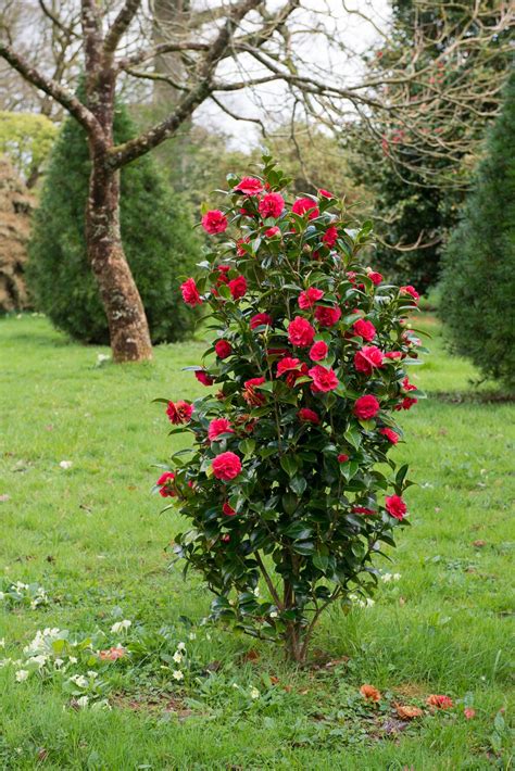 Landscaping Ideas: The Case for Camellias - Gardenista | Red plants ...