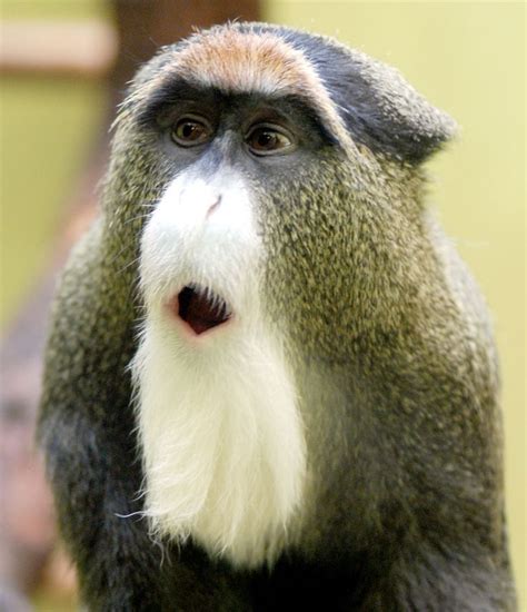 Brazza monkey | Strani animali, Animali, Animali strani