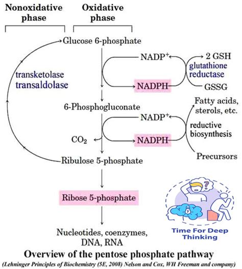 MCQs on Pentose Phosphate Pathway - Biotech MCQ