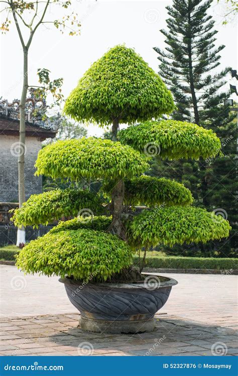 Streblus Asper Tree in Pots Stock Photo - Image of green, branch: 52327876