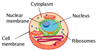 Cytoplasm