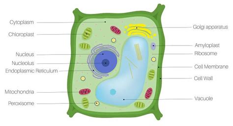 Plant Cell - The Definitive Guide | Biology Dictionary