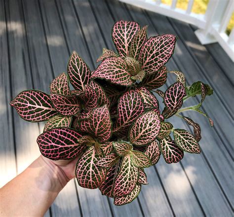 Pink Nerve Plant Fittonia Pink Angel Live Plant Fully | Etsy