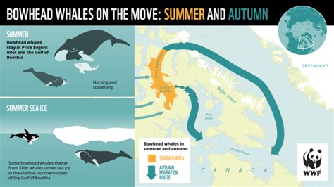 Virtual whale watch #3: Overwintering in Hudson Strait - WWF Arctic