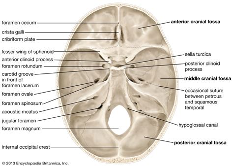 Skull | Definition, Anatomy, & Function | Britannica