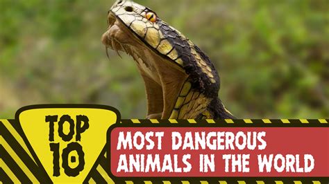 10 Of The Most Dangerous Animals In Australia - Riset