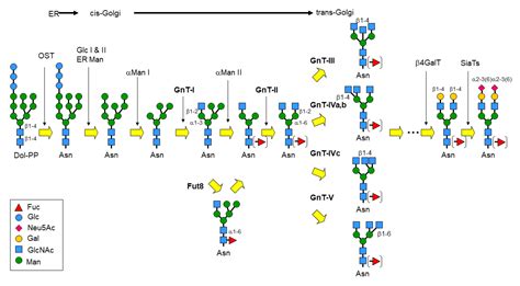 IJMS | Free Full-Text | 3D Structure and Function of ...