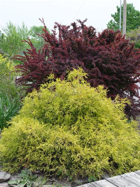 Dwarf goldthread falsecypress 'Golden Mop' | Garden Housecalls