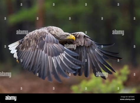 White-tailed Eagle flying Stock Photo - Alamy