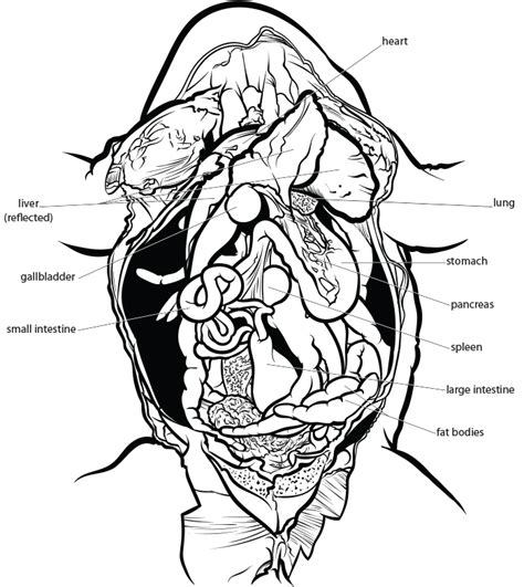 Frog dissection diagram - cellmine