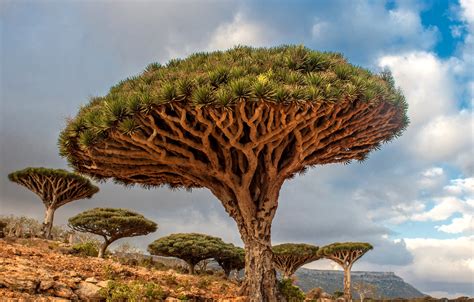 Dragon´s Blood Tree on Socotra island : r/pics