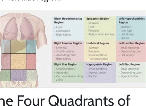 [Solved] Right Hypochondriac Epigastric Region Left Hypochondriac ...