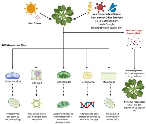 Plants | Free Full-Text | Recapitulation of the Function and Role of ...