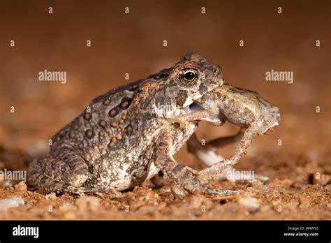 photo of a cane toad eating another juvenile cane toad Stock Photo - Alamy