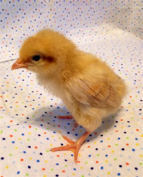 Can anyone tell me a breed on these baby chicks??? | BackYard Chickens ...