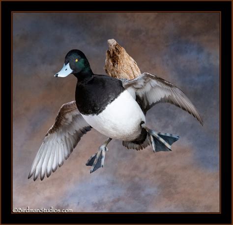 SCAUP MOUNTS THE BEST DUCK TAXIDERMY EXCEPTIONAL QUALITY