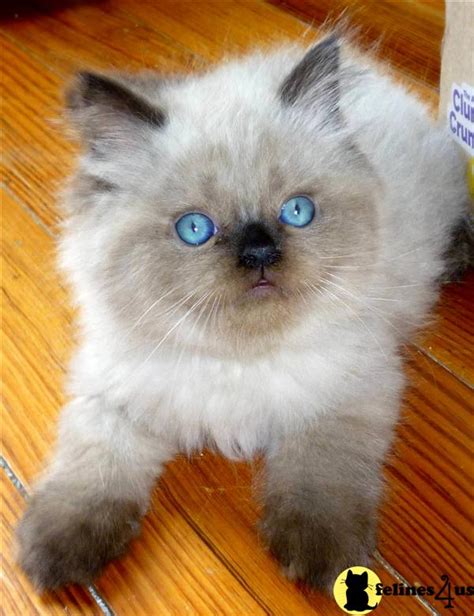 Himalayan Kitten for Sale: Persian/ Himalayan Kittens Born 5/27/10 ...