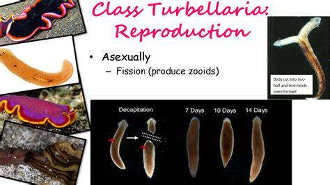 Chapter 10: Phylum Platyhelminthes - ppt download