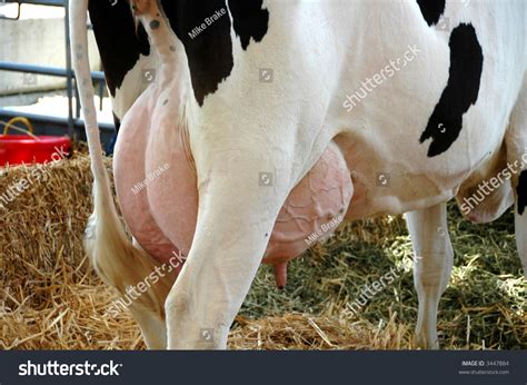 Cow Udder Stock Photo 3447884 - Shutterstock