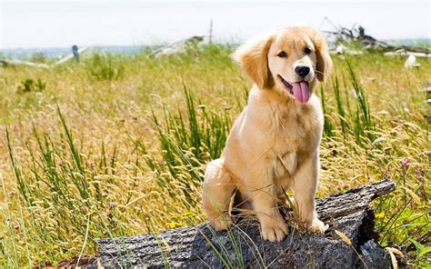 Cute Golden Retriever Puppies Wallpaper (56+ images)