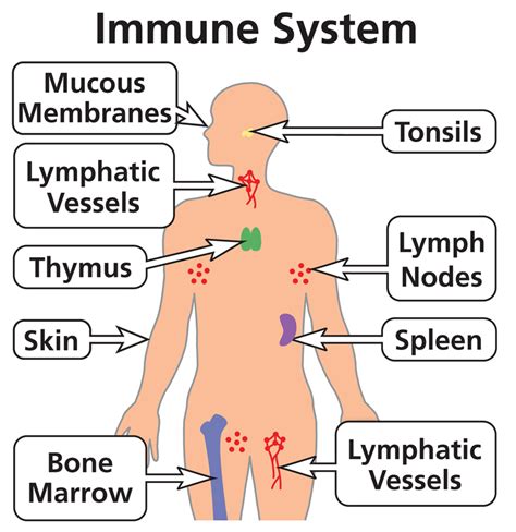 Immune System | NIH