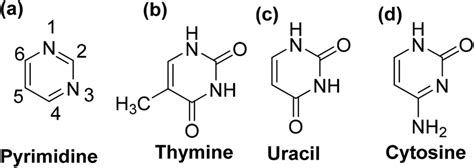 Chemical structures of (a) pyrimidine, (b) thymine, (c) uracil, and (d ...