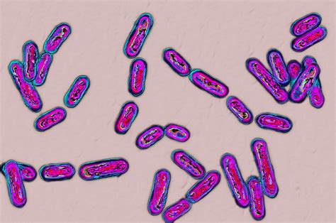 club Dollar Donation clostridium difficile microscope Monetary fabric gift