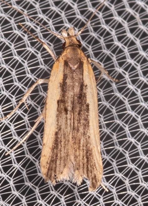 Maryland Biodiversity Project - Palmerworm Moth (Dichomeris ligulella)