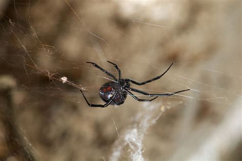 This virus steals DNA from black widow spider venom to attack its prey ...