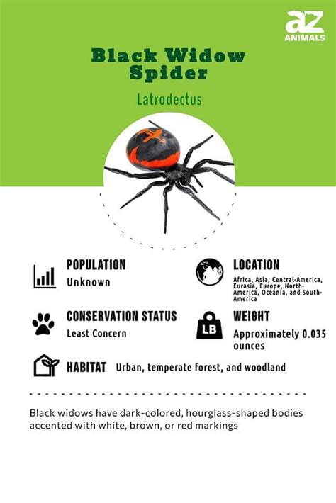 Black Widow Spider Classification