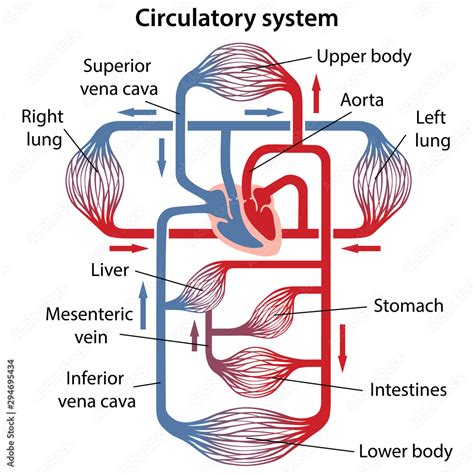 Circulatory System Labeled Diagram Illustrations Royalty Free Vector ...