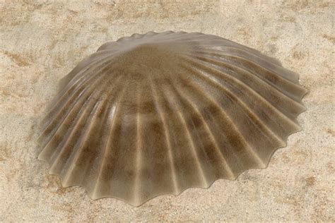 Common Limpet - Facts, Habitat, Diet, Conservation, & More - American ...