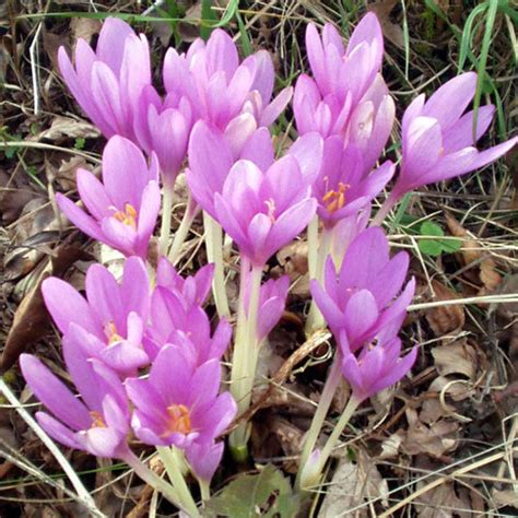 Colchicum Autumnale Seeds (10 seeds) (Autumn Crocus, Naked Lady, Meadow ...