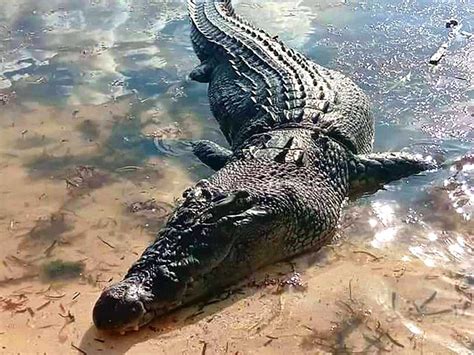 Huge saltwater crocodile kills fisherman in latest attack on Philippine ...