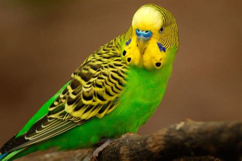 Colorful Budgerigar in its Natural Habitat