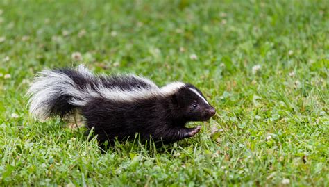 Skunks – Rehabilitating Orphan and Injured Wildlife Since 1962