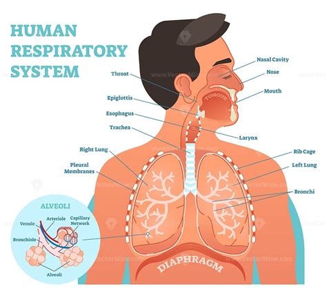 Human respiratory system anatomical vector illustration - VectorMine