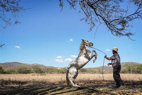 Many Undocumented Immigrants Are Departing After Decades in the U.S ...