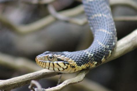 Southern Watersnake – Florida Snake ID Guide