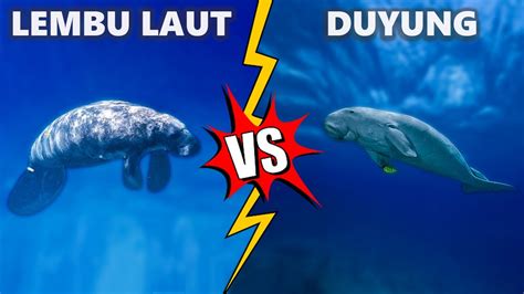 Dugong vs Manatee | Perbandingan Sapi Laut Terhebat - YouTube