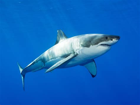 The Great White Shark Genome Is Here—Superpowers and All | WIRED