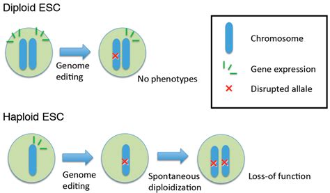 IJMS | Free Full-Text | Genome Editing Using Mammalian Haploid Cells